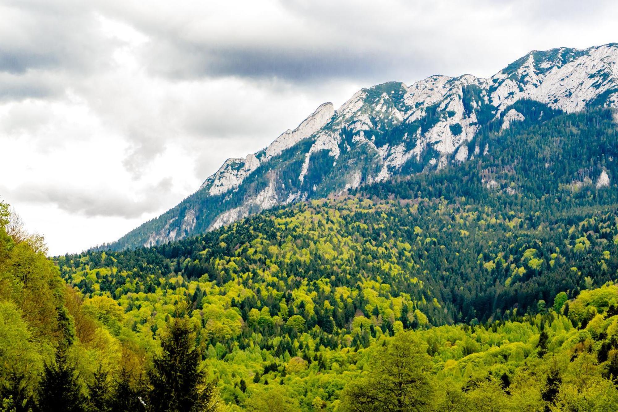 Cabana Zip Zărneşti Bagian luar foto